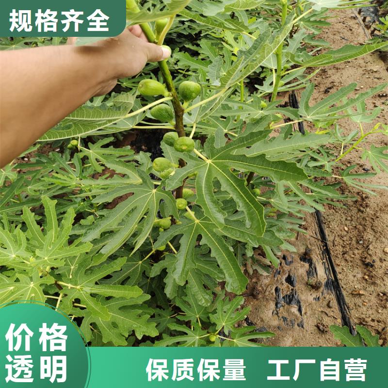 无花果,蓝莓苗源头厂家量大价优