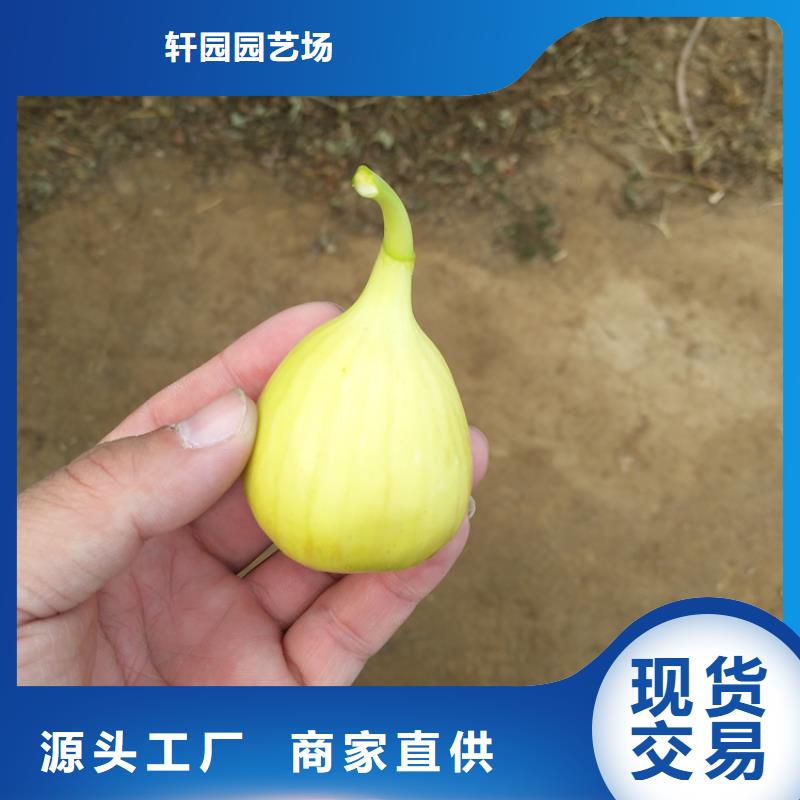 无花果,蓝莓苗源头厂家量大价优