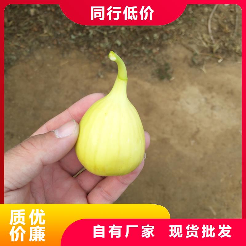 无花果苹果苗优质工艺