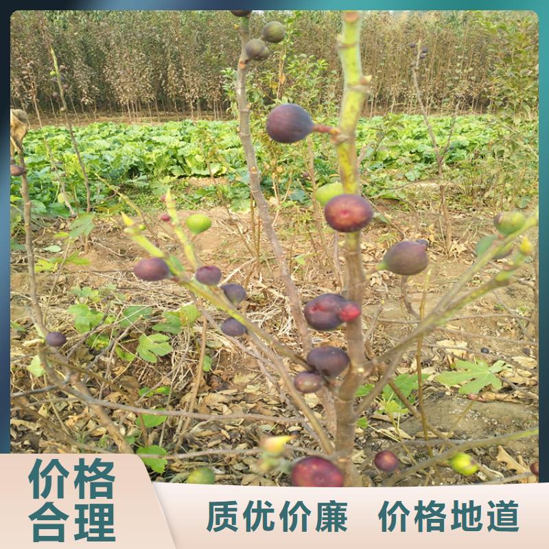 无花果桃树苗定制定做