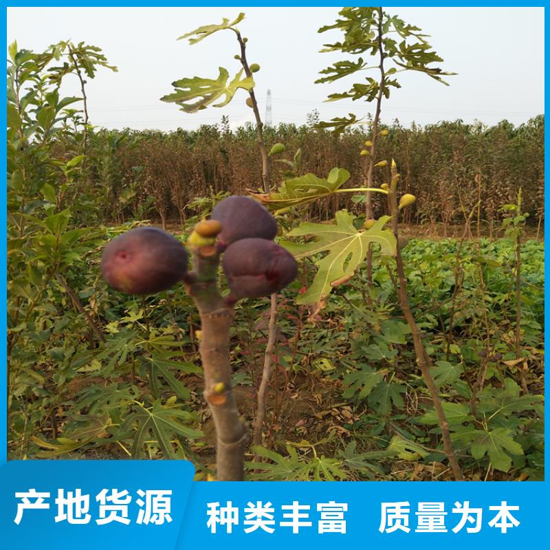 无花果樱桃苗价格透明