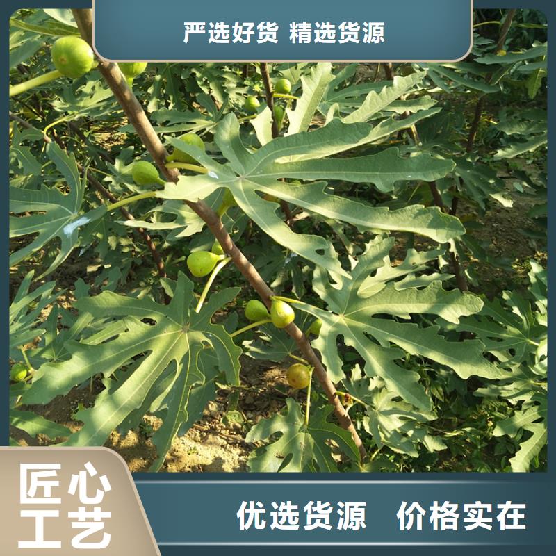 无花果,苹果苗讲信誉保质量