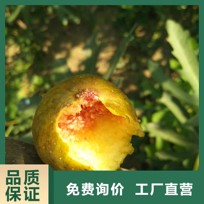 【无花果-苹果苗一致好评产品】