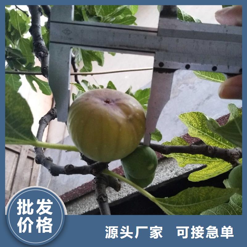 无花果无花果苗现货满足大量采购