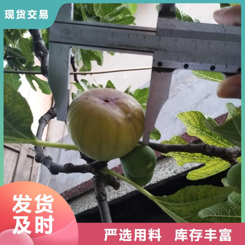 无花果桃树苗质检严格放心品质