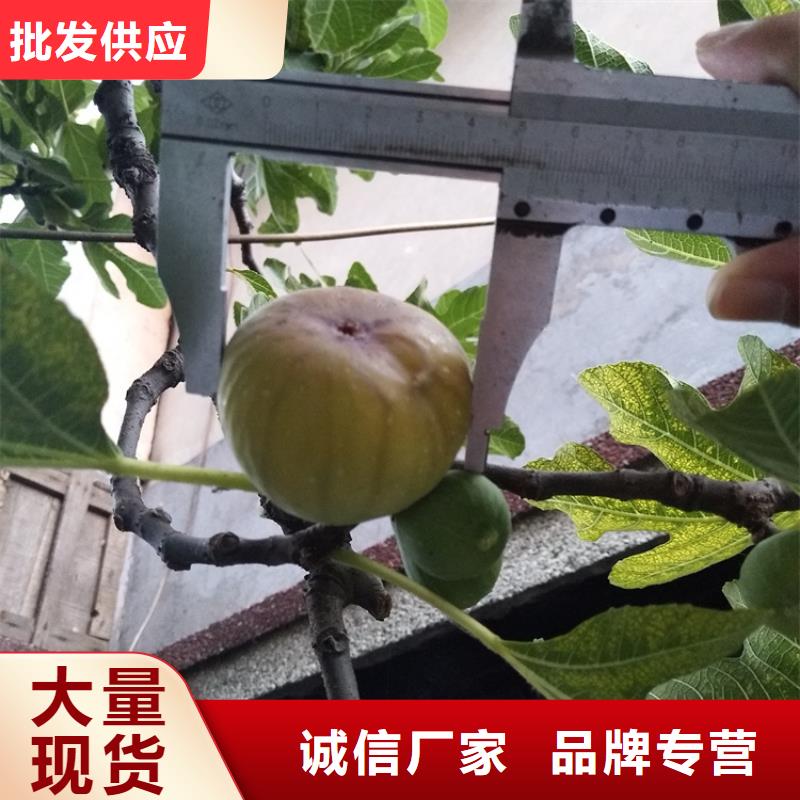 无花果蓝莓苗源头实体厂商