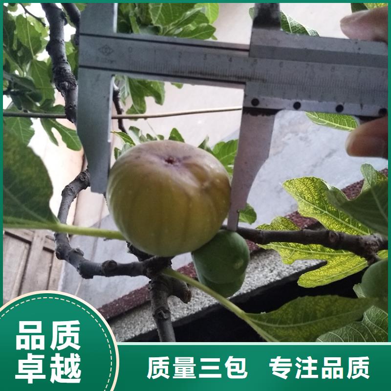 无花果蓝莓苗技术先进