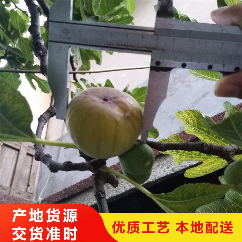 无花果【苹果苗】库存丰富