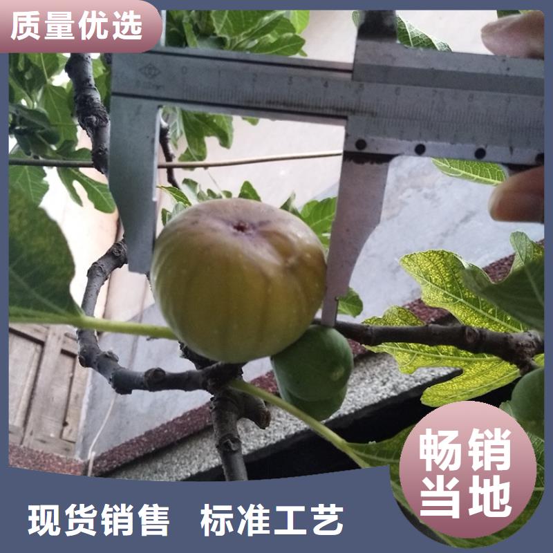 无花果-苹果苗诚信经营