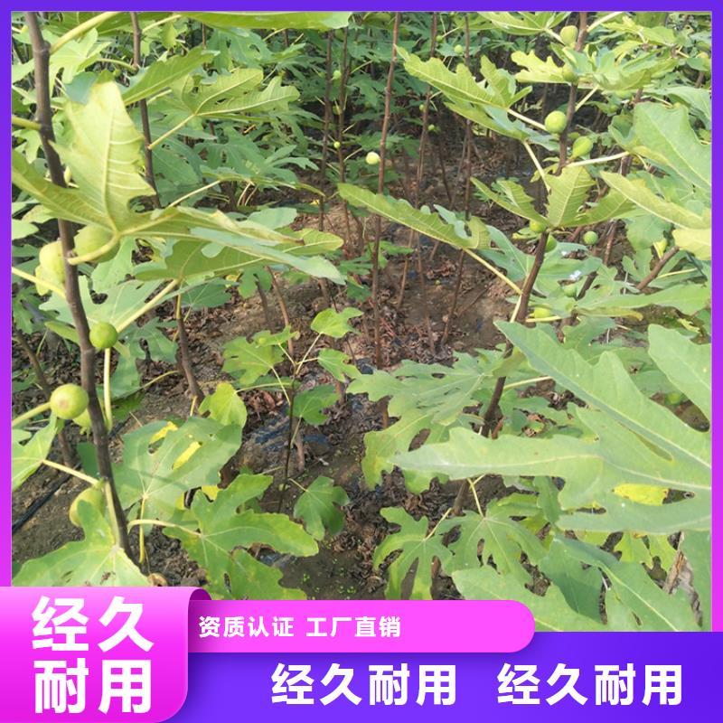 无花果【苹果苗】高性价比