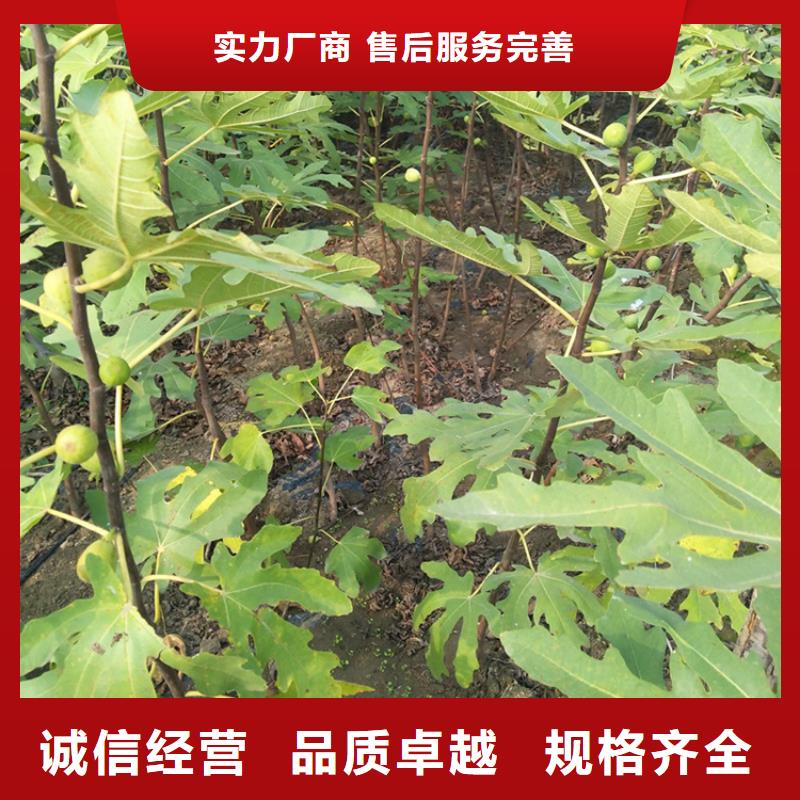 无花果-苹果苗诚信经营