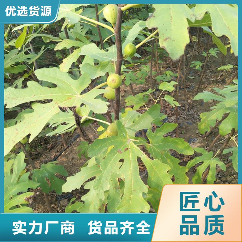 无花果苹果苗优质工艺