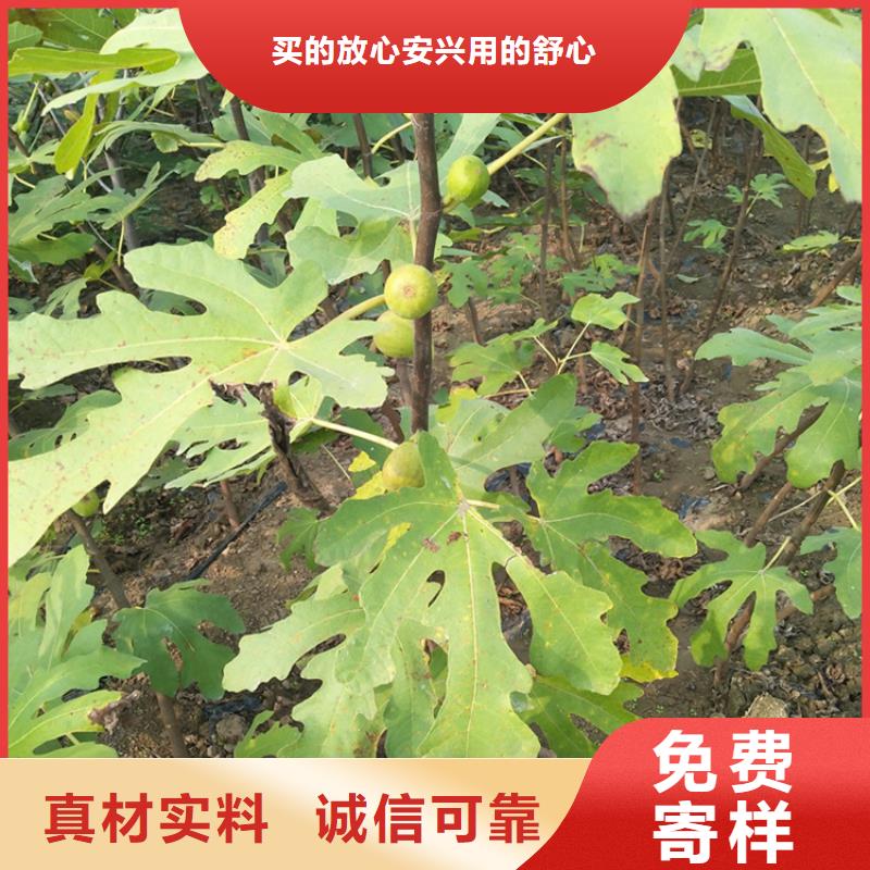 无花果蓝莓苗技术先进