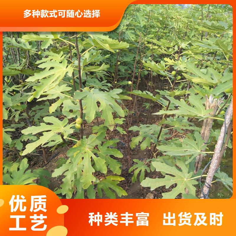 无花果无花果苗现货满足大量采购