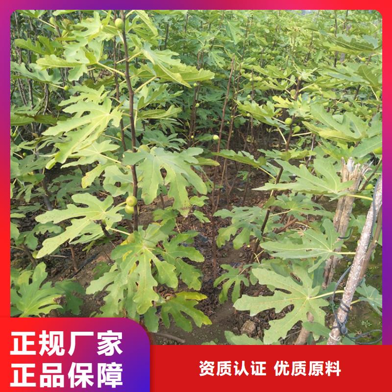 【无花果石榴树订制批发】