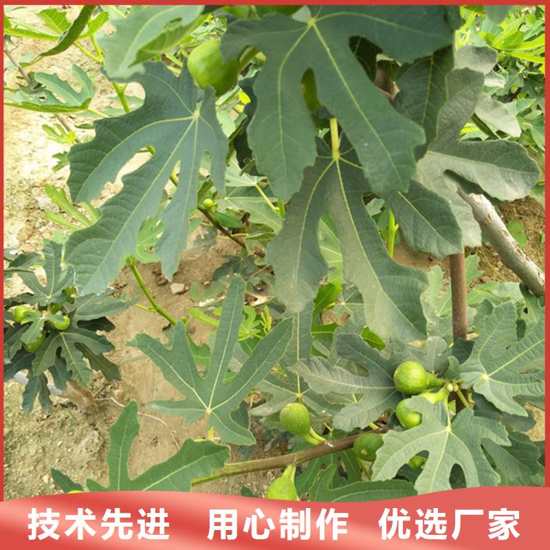 无花果_梨树苗送货上门