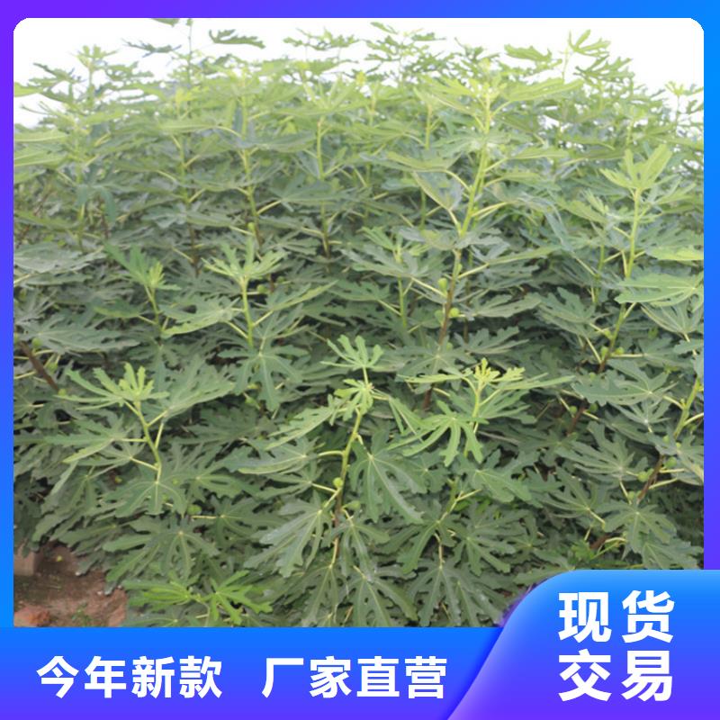 无花果樱桃苗选择大厂家省事省心