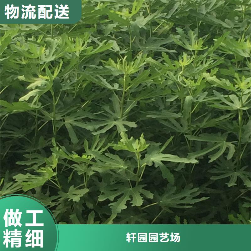 无花果北美冬青现货充足量大优惠