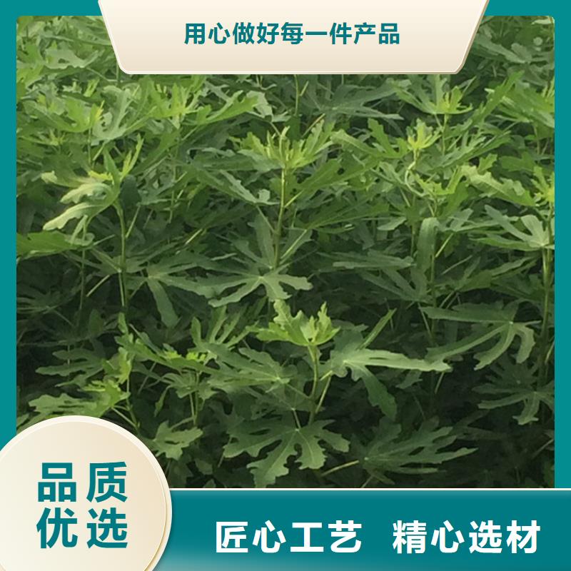 无花果桃树苗诚信商家