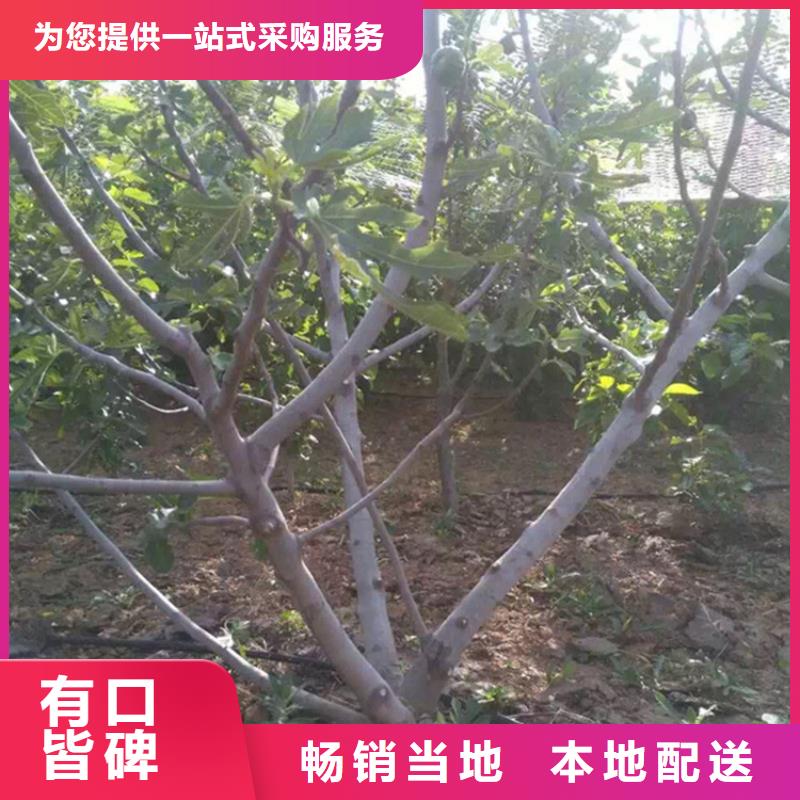 无花果,蓝莓苗源头厂家量大价优