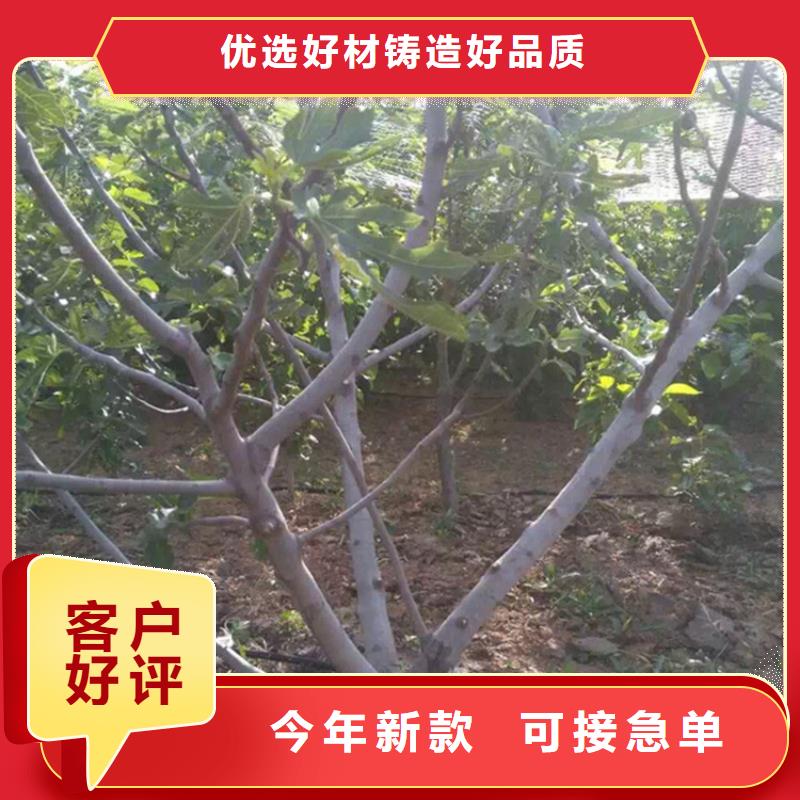 无花果【桃树苗】为您提供一站式采购服务