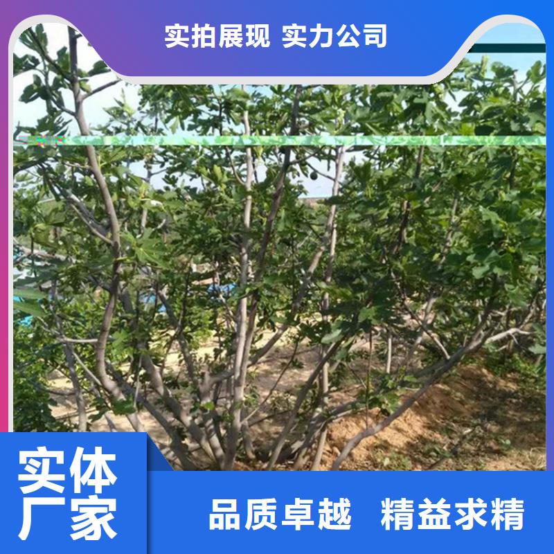 无花果樱桃苗价格透明