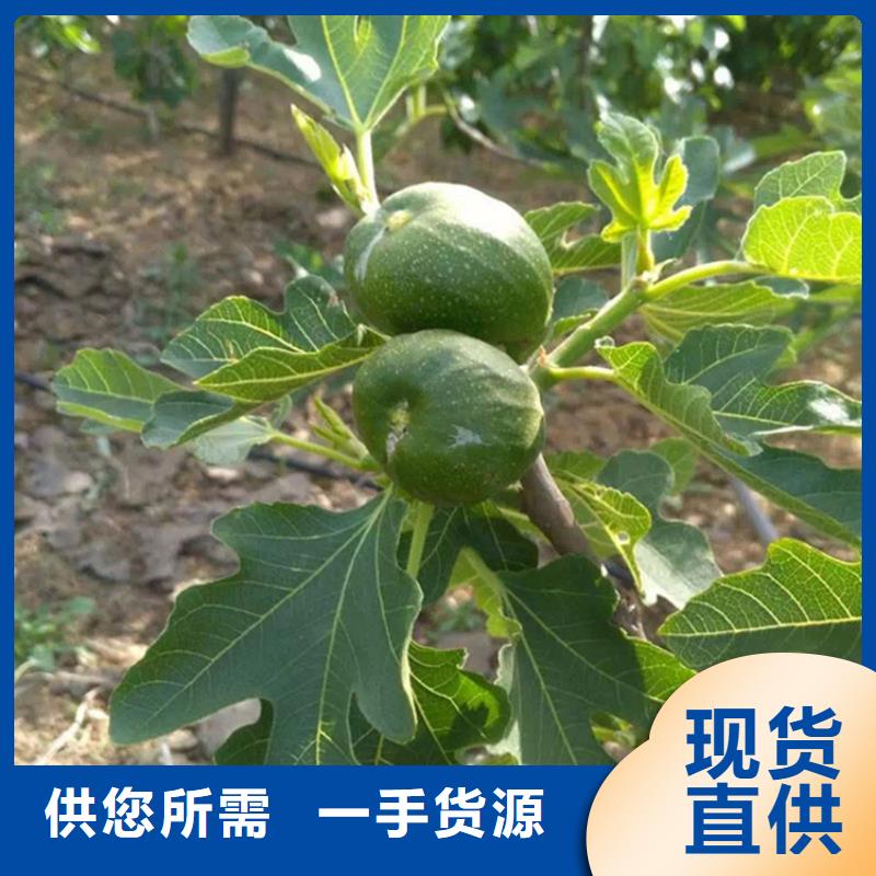 无花果蓝莓苗源头实体厂商