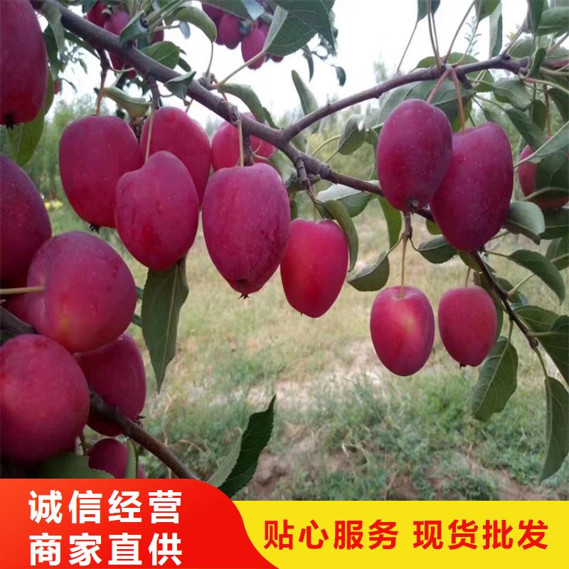 【苹果】桃树苗拥有多家成功案例