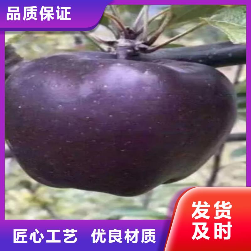 苹果蓝莓苗的图文介绍