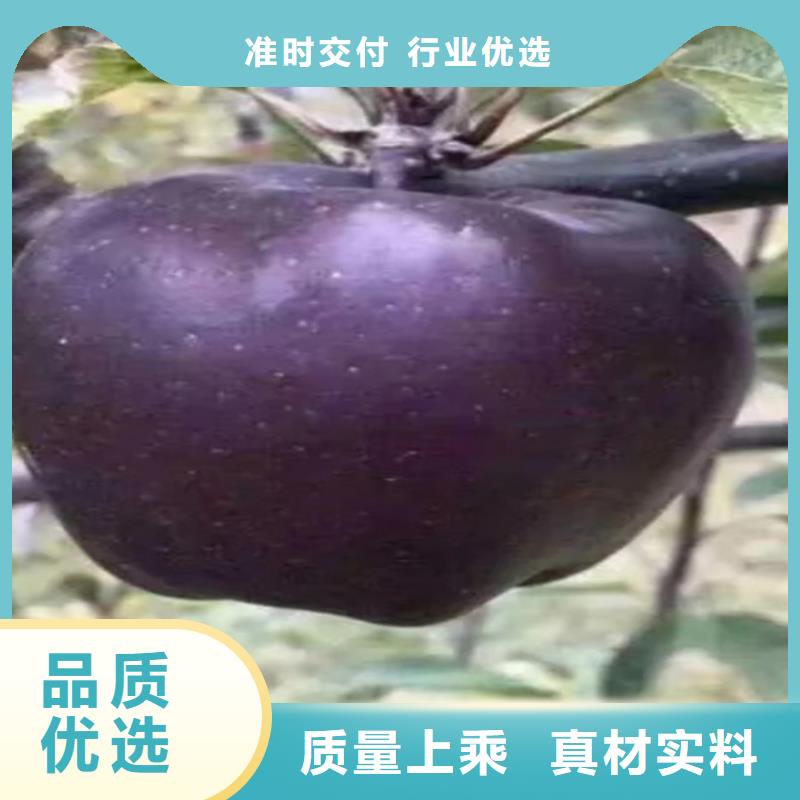 苹果蓝莓苗工厂直销