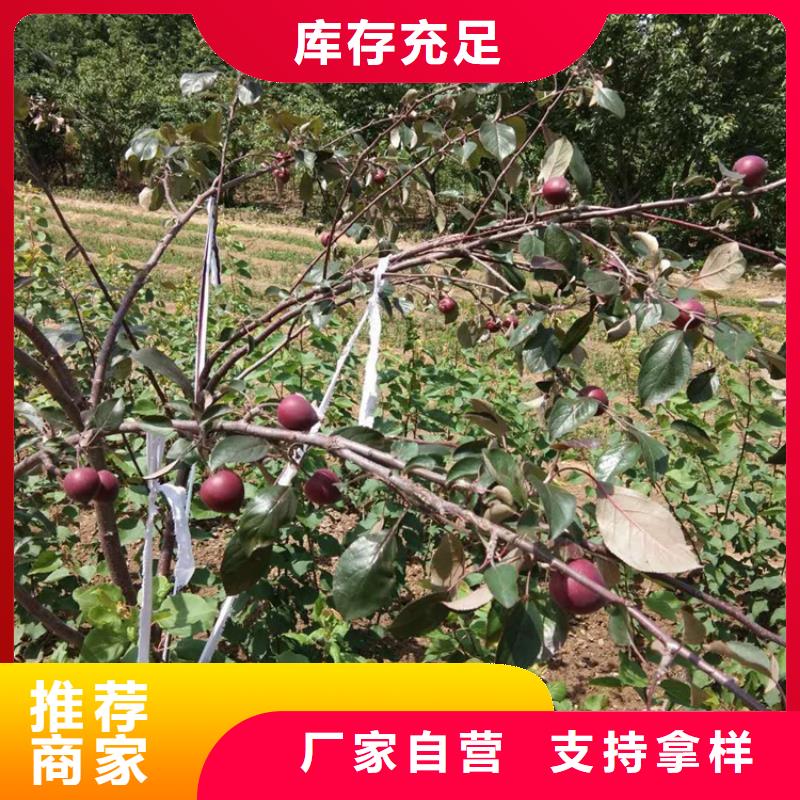 苹果樱桃苗销售的是诚信