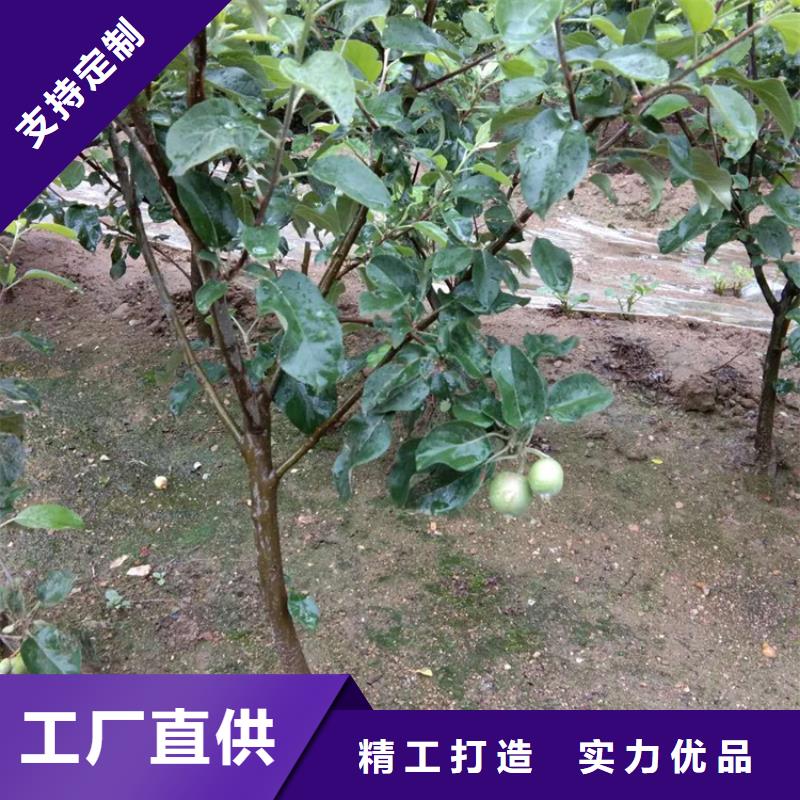 苹果-苹果苗市场报价