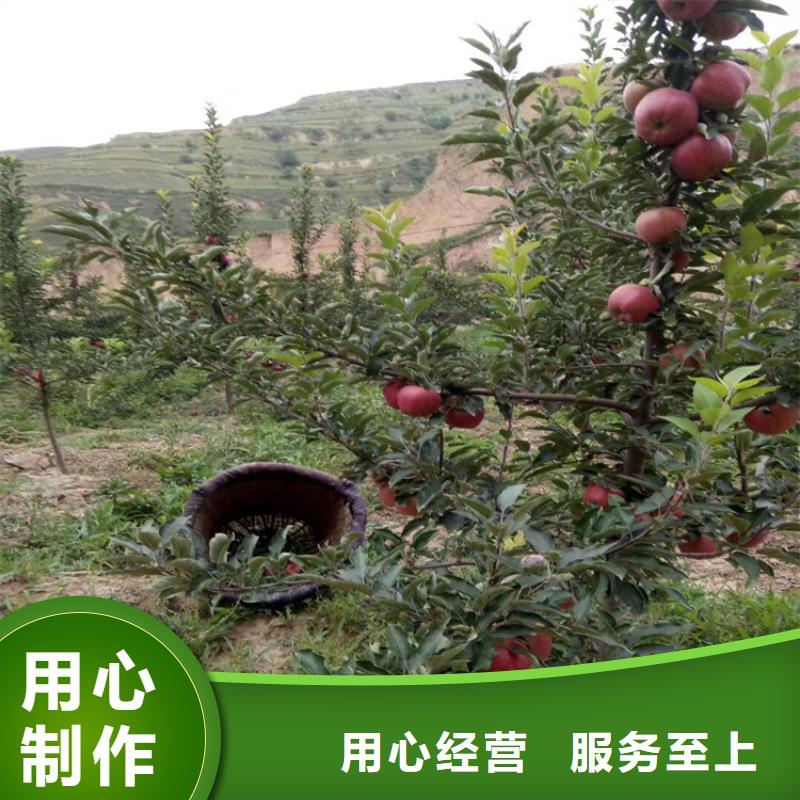 【苹果石榴树苗好品质经得住考验】