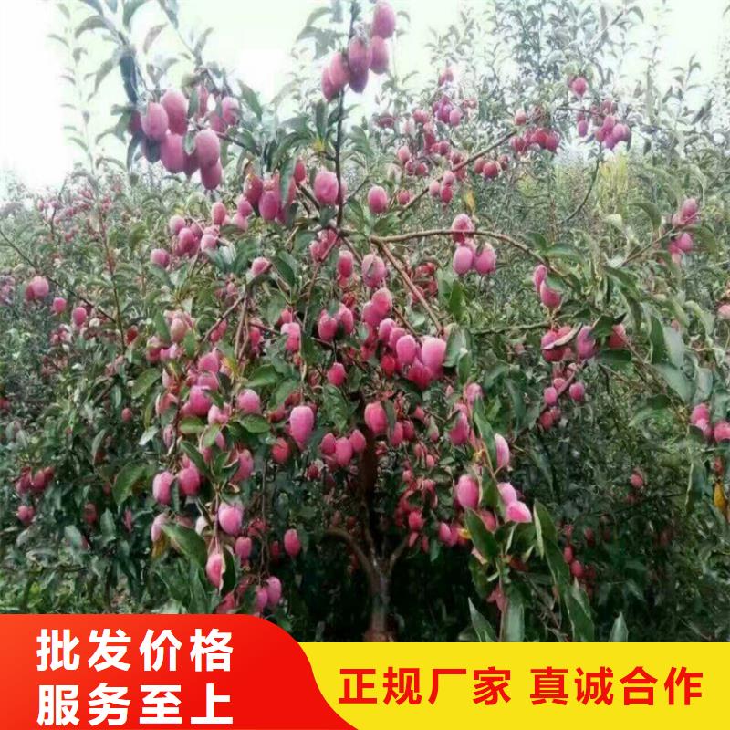 苹果,苹果苗品质服务诚信为本