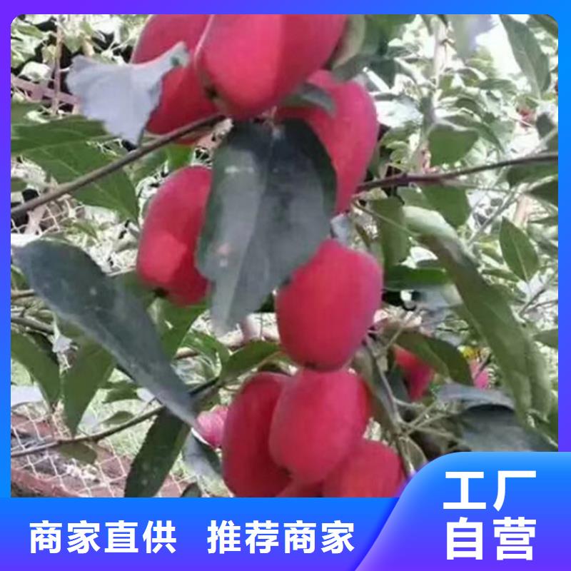 【苹果葡萄苗高标准高品质】