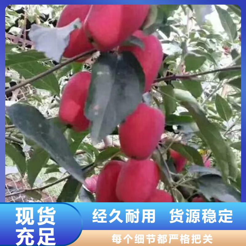 苹果-蓝莓苗质量无忧