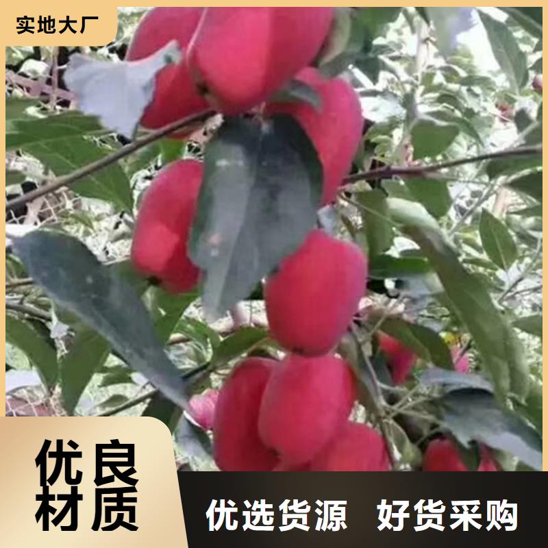 苹果樱桃苗销售的是诚信