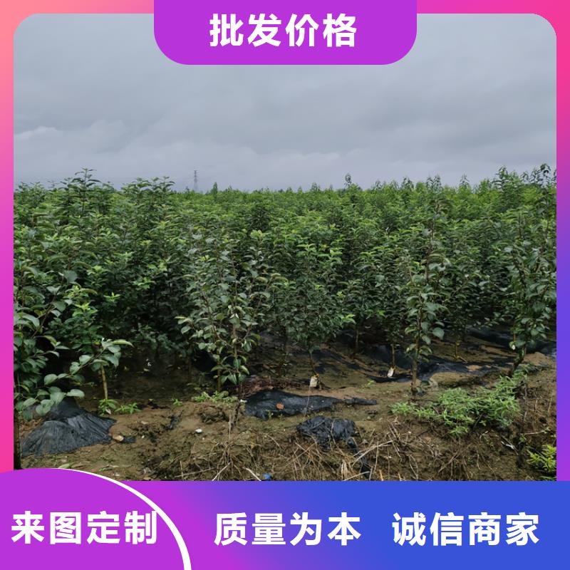 苹果苹果苗多种优势放心选择