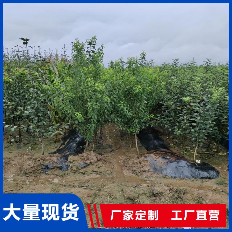 苹果嘎啦苹果质量看得见