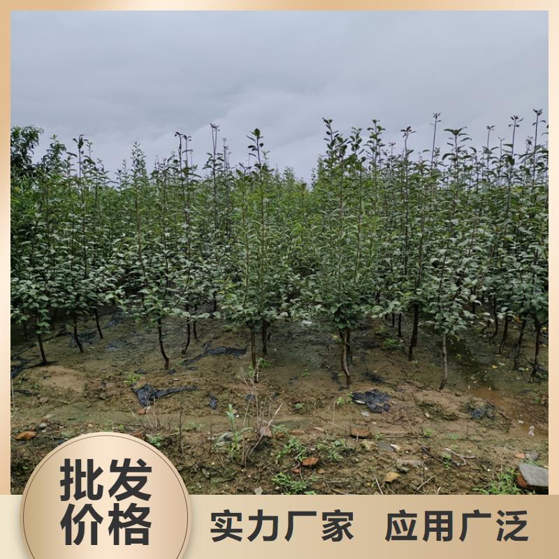 苹果_石榴苗老品牌厂家