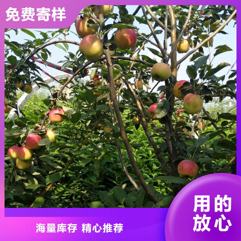 苹果樱桃苗品质保障售后无忧