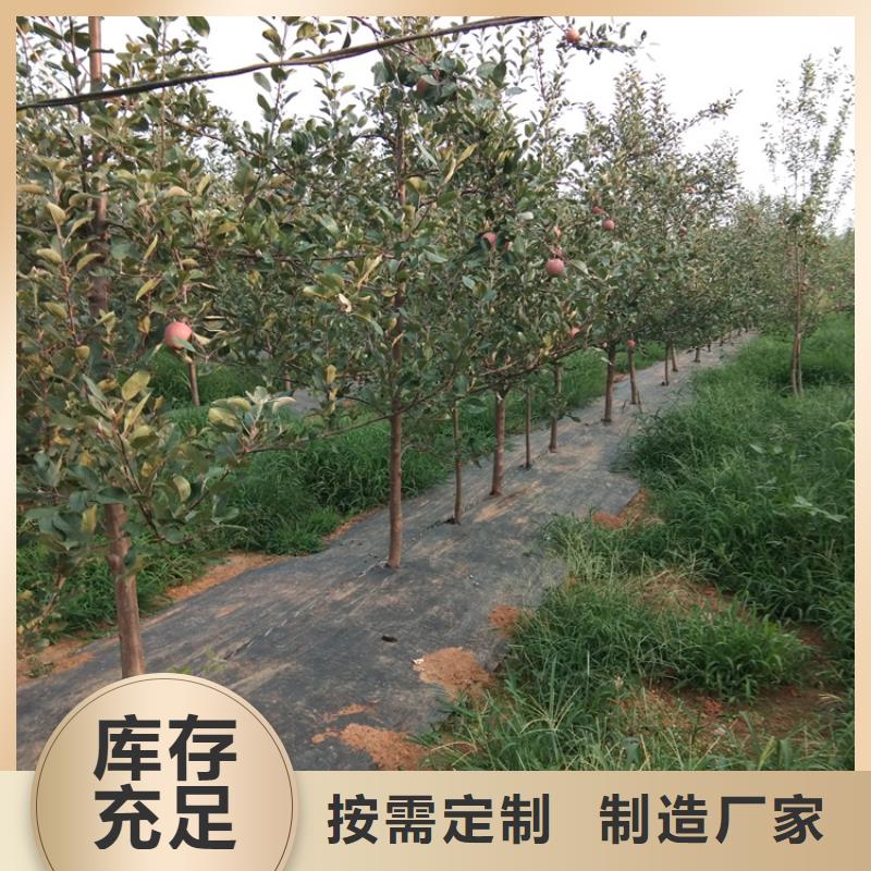 【苹果】苹果苗畅销当地