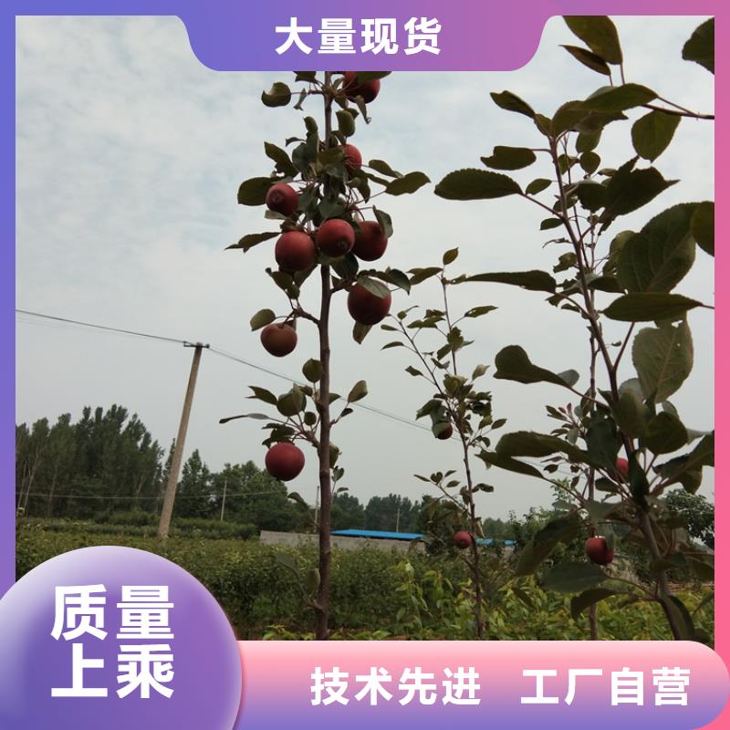 苹果樱桃苗销售的是诚信