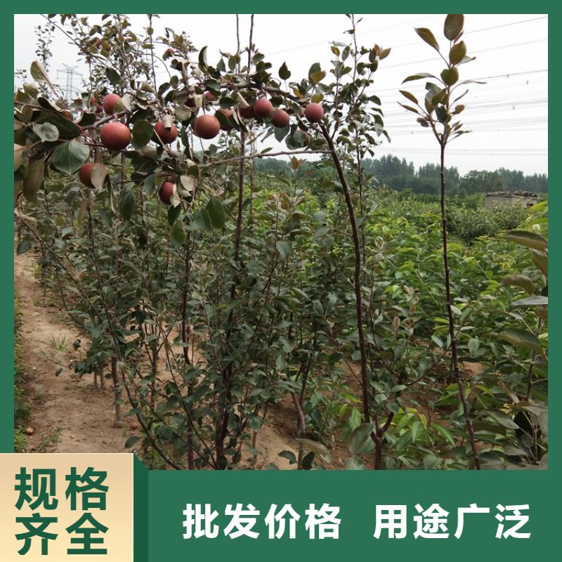 【苹果】苹果苗一站式采购方便省心