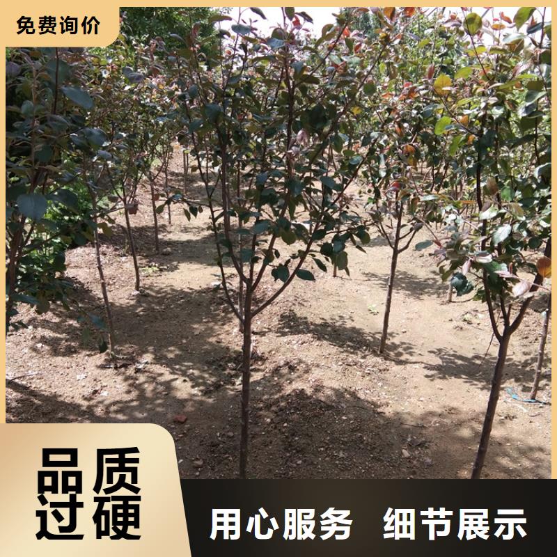 【苹果】红颜草莓源头厂家直销