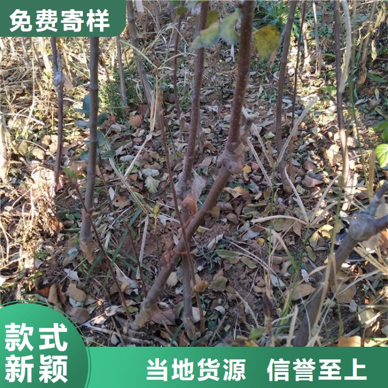 【苹果樱桃苗按需设计】