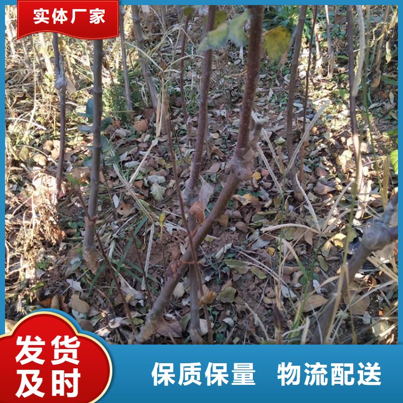 苹果苹果苗质量不佳尽管来找我