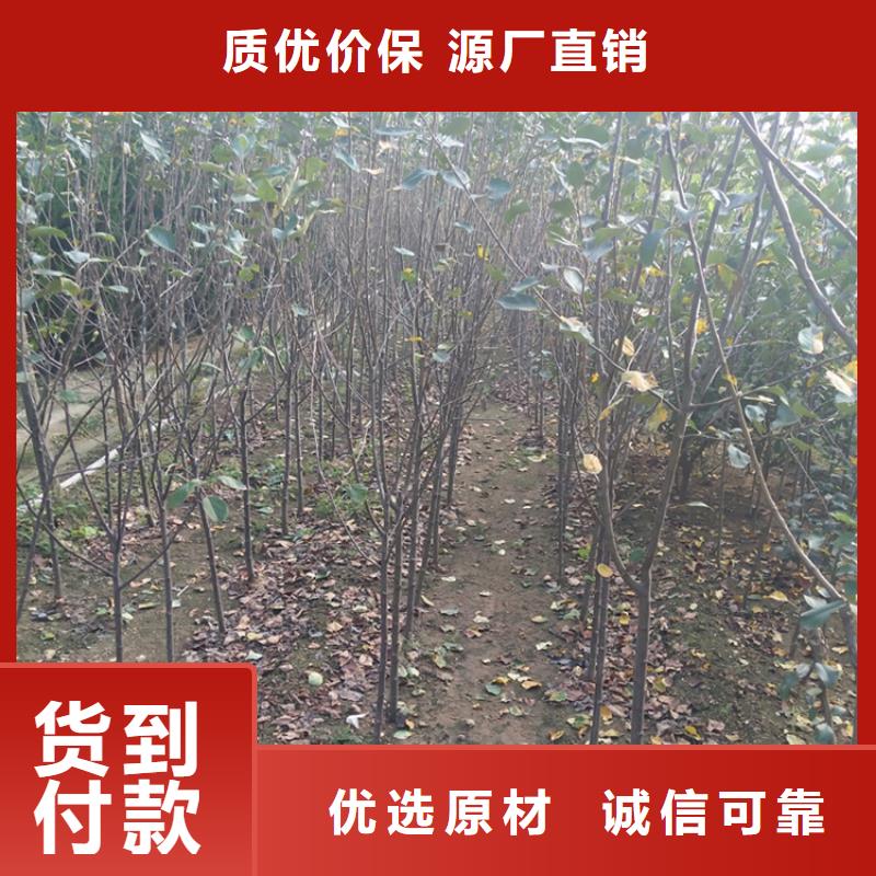 【苹果】石榴树一件也发货