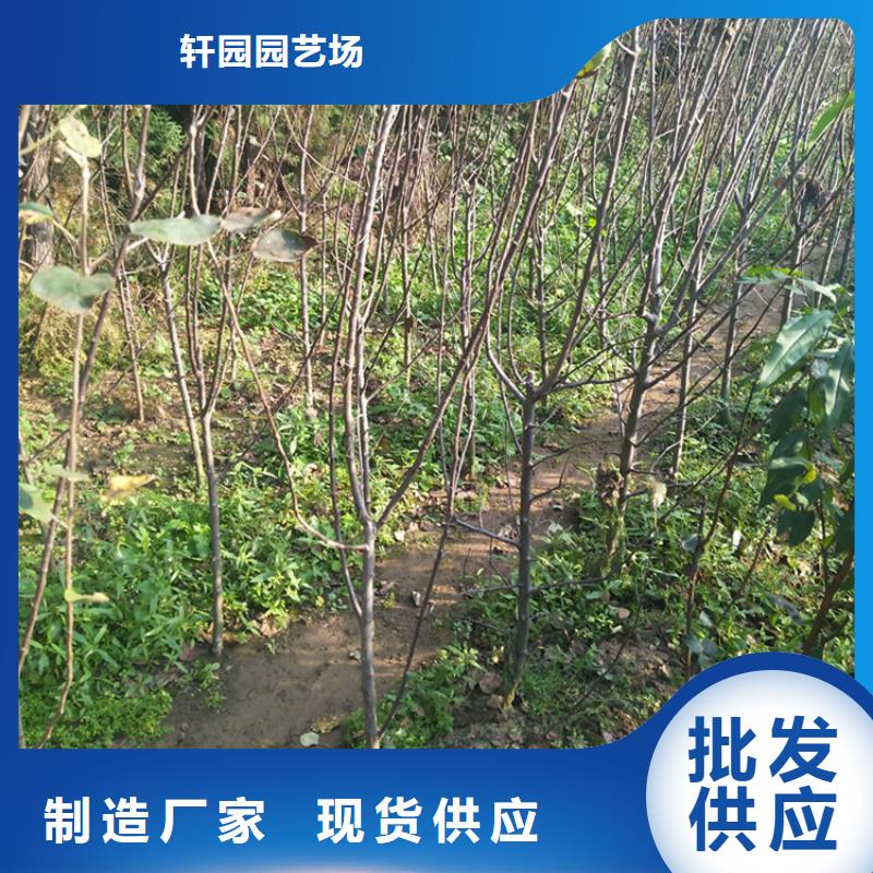 苹果李树苗的图文介绍