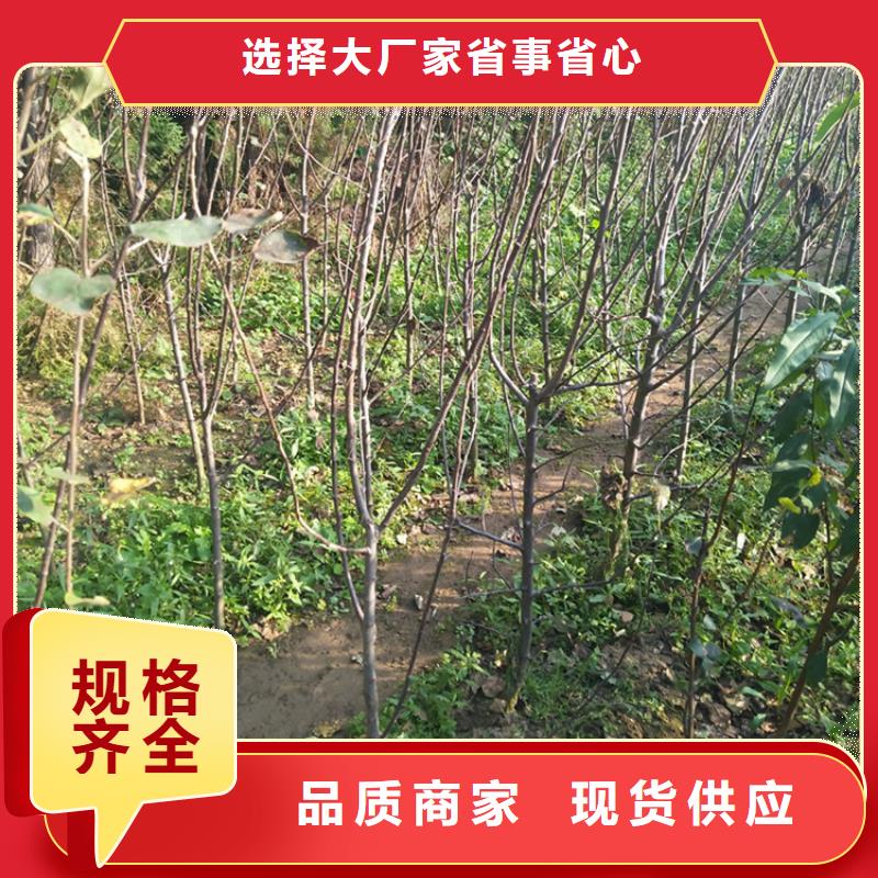 苹果,苹果苗品质服务诚信为本